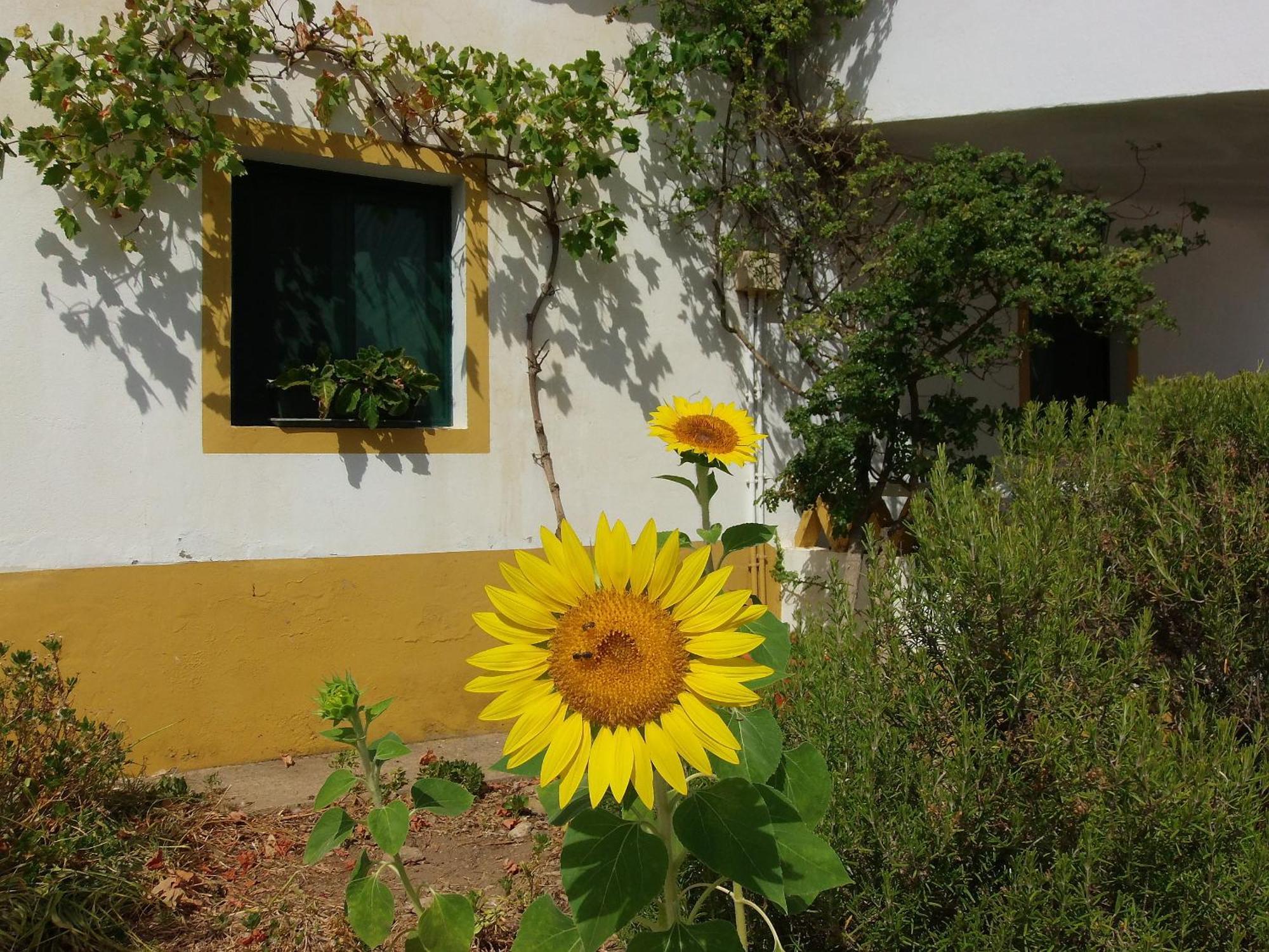 Maison d'hôtes Ninho Da Poupa à Serpa Extérieur photo